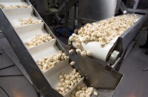 Foodbelt Frozen ravioli ascending on a elevator conveyor belt