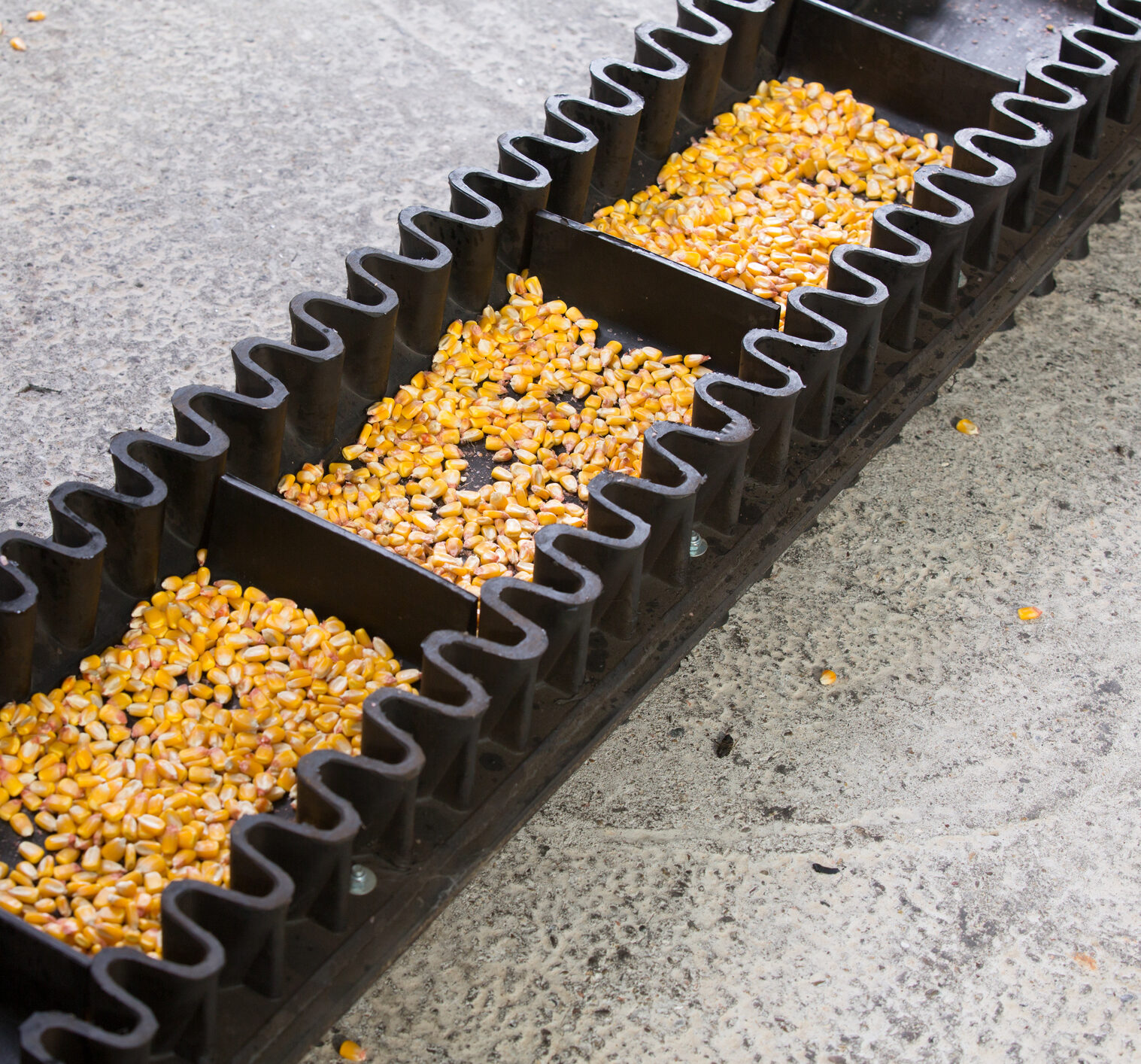 Corn production